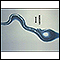 Lyme disease organism, Borrelia burgdorferi
